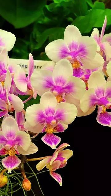 清新淡然極品蘭花風景攝影美哉！