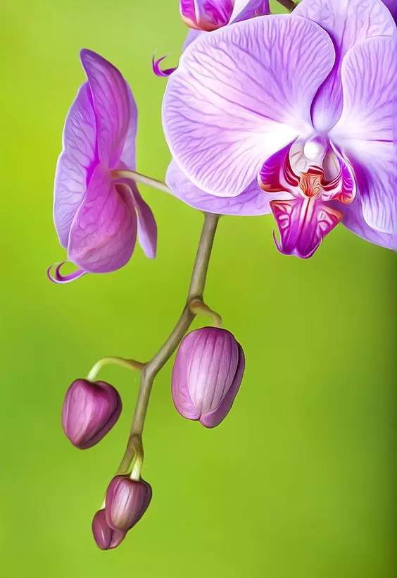 清新淡然極品蘭花風(fēng)景攝影美哉！