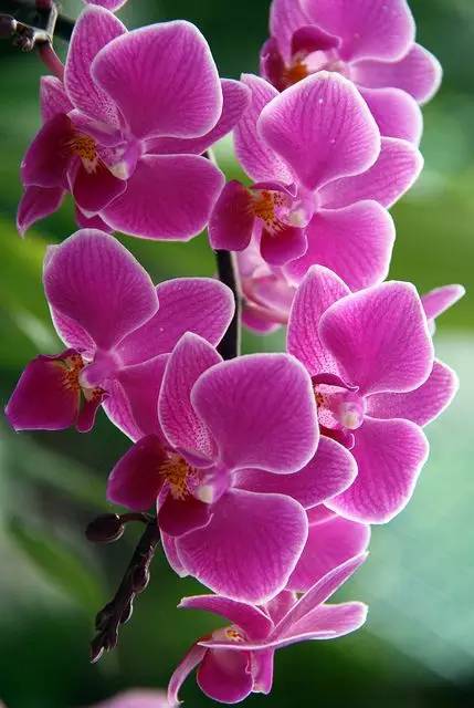 清新淡然極品蘭花風(fēng)景攝影美哉！