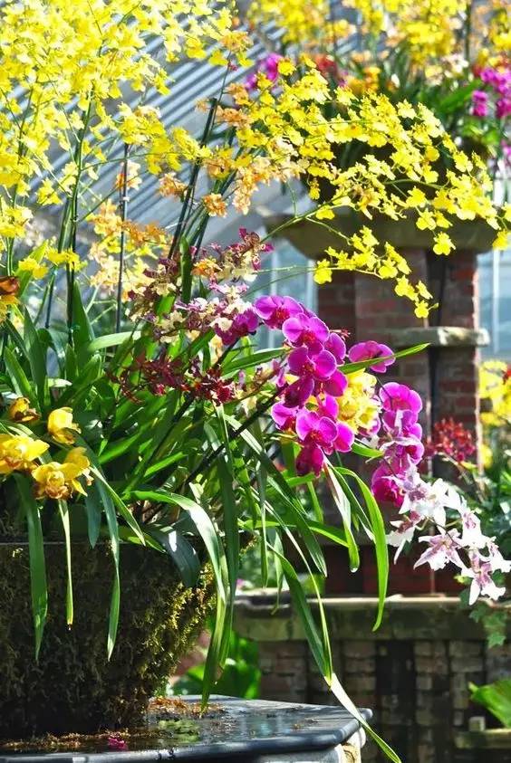 清新淡然極品蘭花風(fēng)景攝影美哉！