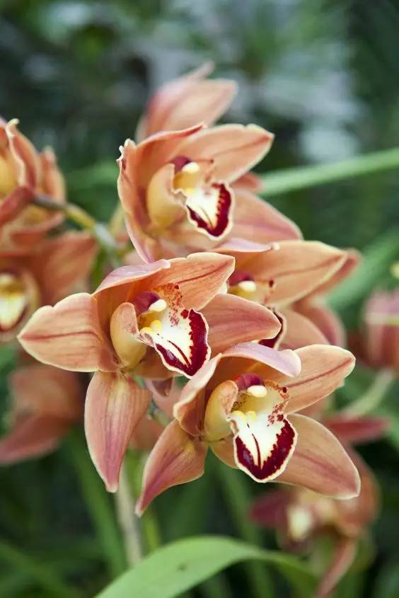 清新淡然極品蘭花風(fēng)景攝影美哉！