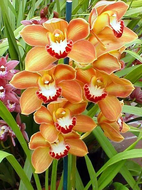 清新淡然極品蘭花風(fēng)景攝影美哉！