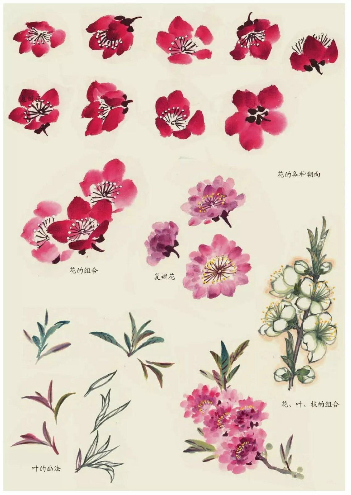國畫技法：超詳細的國畫各種花卉畫法大全!