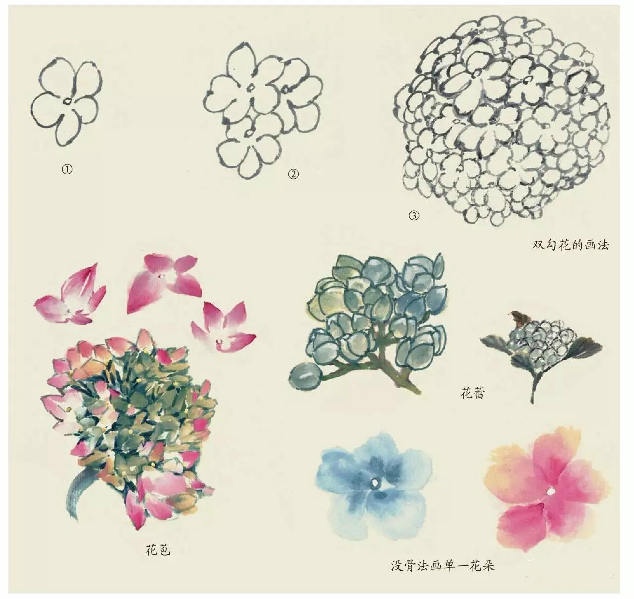 國(guó)畫技法：超詳細(xì)的國(guó)畫各種花卉畫法大全!