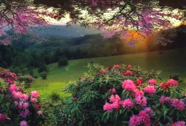 唯美風景圖片：春日黃昏一路芬芳