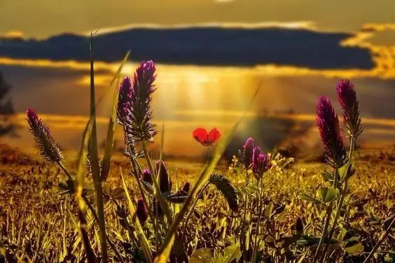 唯美風景圖片：春日黃昏一路芬芳