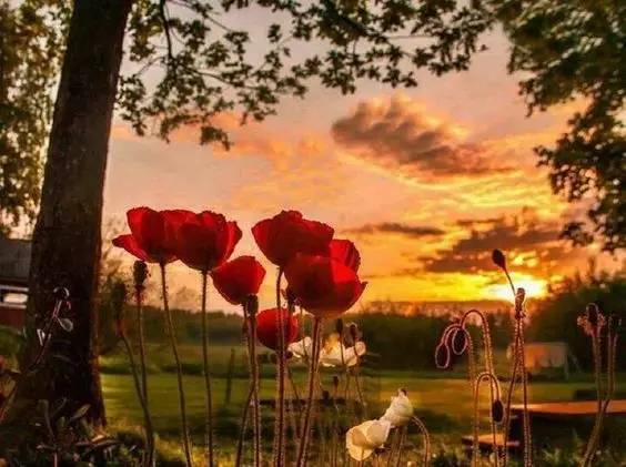 唯美風景圖片：春日黃昏一路芬芳