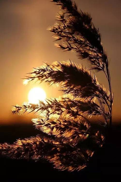 美到骨子里的夕陽風景：青山依舊在，幾度夕陽