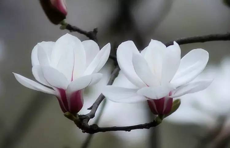 驚艷花朵風(fēng)景圖片：花開(kāi)并蒂美哉!