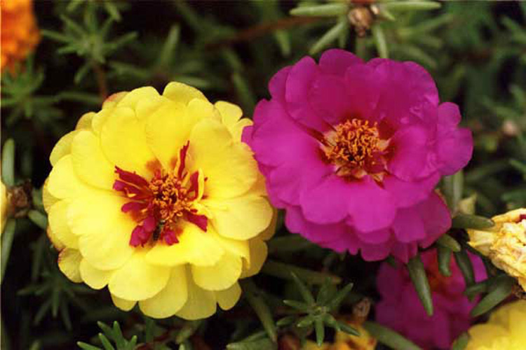 驚艷花朵風(fēng)景圖片：花開(kāi)并蒂美哉!