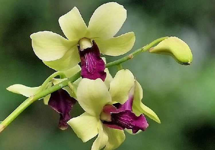 驚艷花朵風(fēng)景圖片：花開(kāi)并蒂美哉!