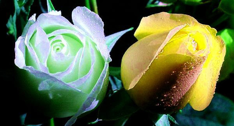 驚艷花朵風(fēng)景圖片：花開(kāi)并蒂美哉!