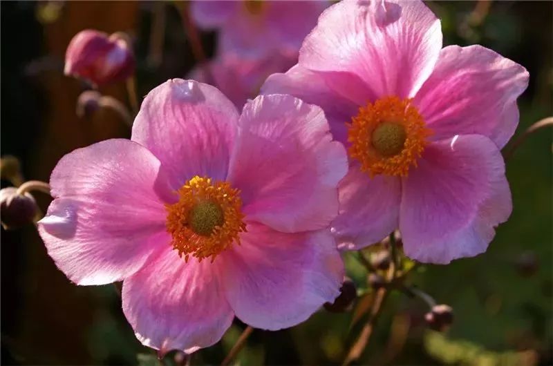 驚艷花朵風(fēng)景圖片：花開(kāi)并蒂美哉!