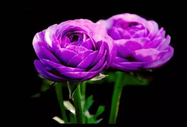 驚艷花朵風(fēng)景圖片：花開(kāi)并蒂美哉!