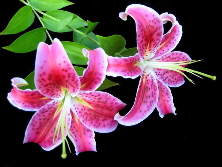 驚艷花朵風(fēng)景圖片：花開(kāi)并蒂美哉!