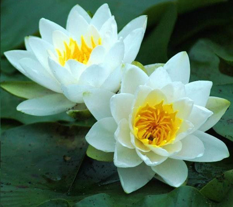 驚艷花朵風(fēng)景圖片：花開(kāi)并蒂美哉!