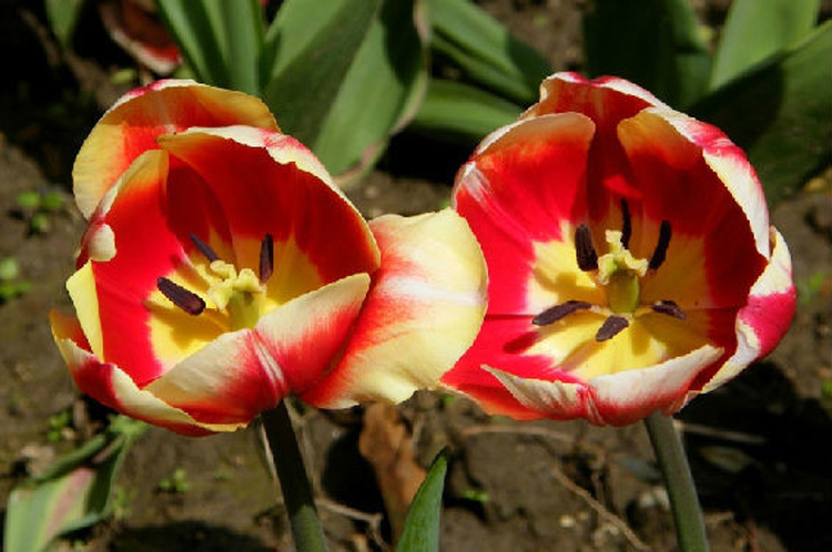 驚艷花朵風(fēng)景圖片：花開(kāi)并蒂美哉!