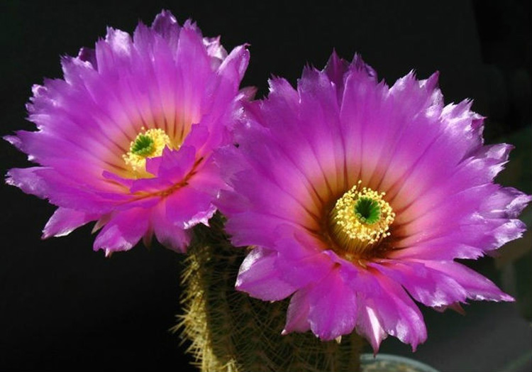 驚艷花朵風(fēng)景圖片：花開(kāi)并蒂美哉!