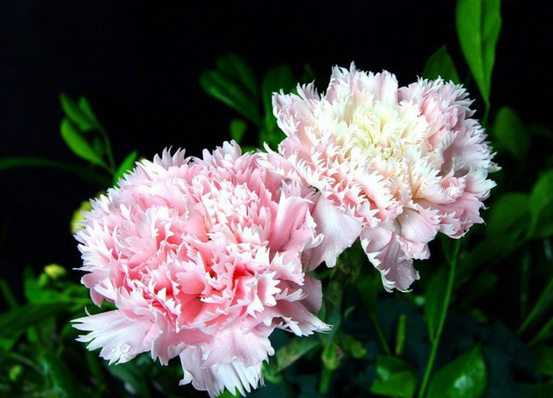 驚艷花朵風(fēng)景圖片：花開(kāi)并蒂美哉!