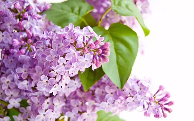 詩(shī)意風(fēng)景：一花一世界，一詩(shī)一情懷