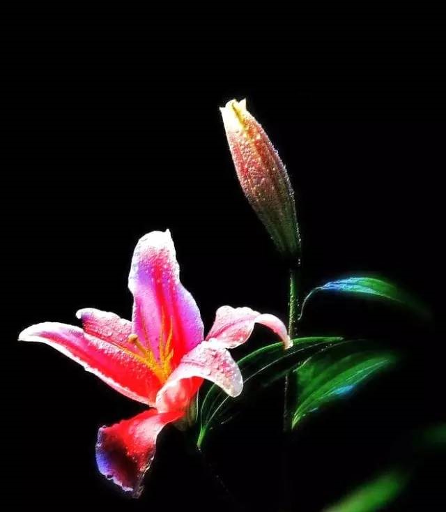 詩(shī)意風(fēng)景：一花一世界，一詩(shī)一情懷