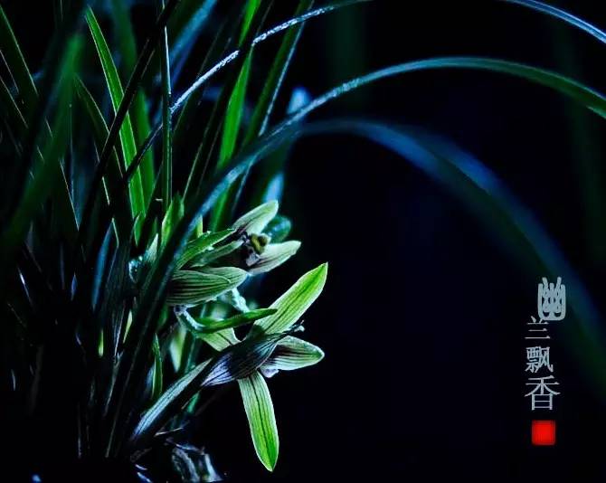 詩意風景：一花一世界，一詩一情懷