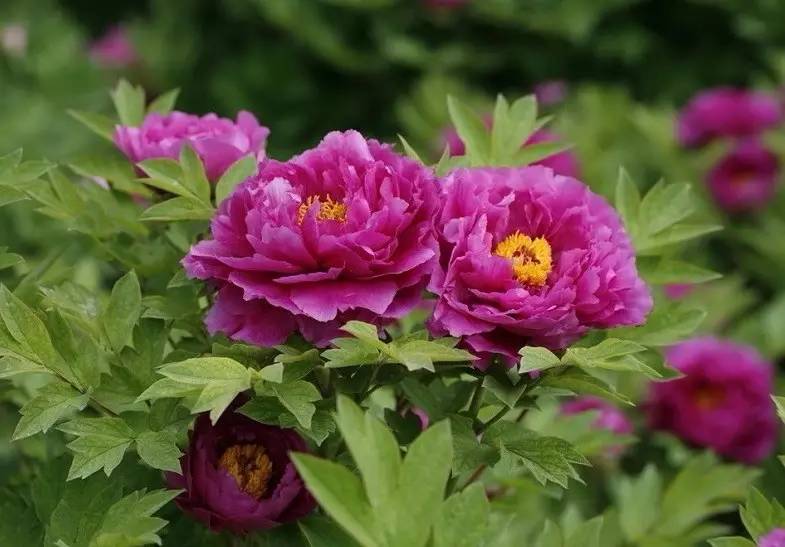 詩意風景：一花一世界，一詩一情懷