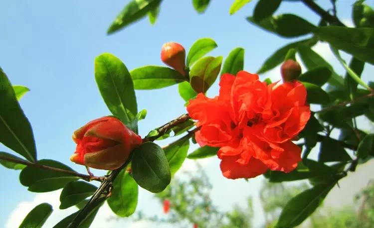 詩意風景：一花一世界，一詩一情懷