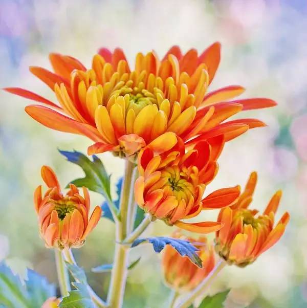 詩(shī)意風(fēng)景：一花一世界，一詩(shī)一情懷