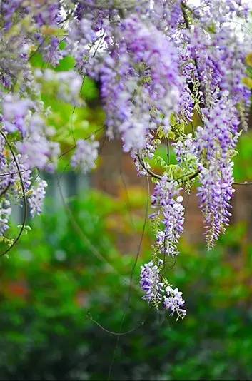詩意風景：一花一世界，一詩一情懷