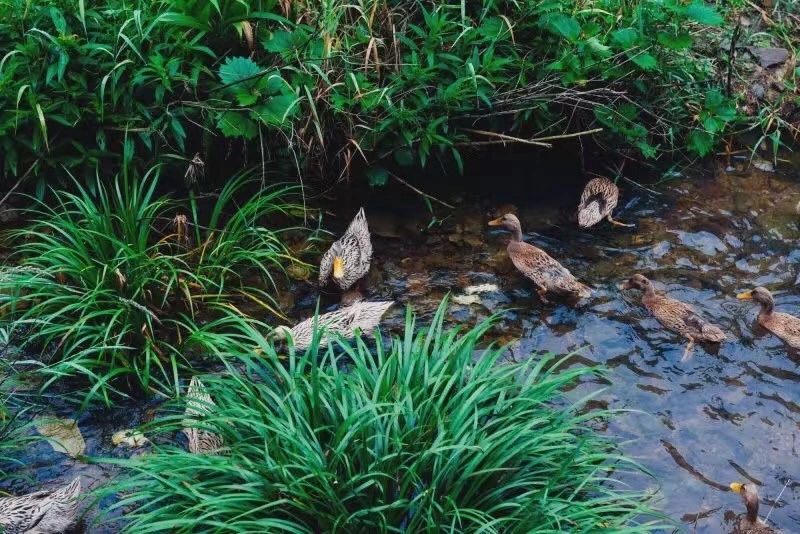 臺(tái)州臨海·草宿，骨子里流淌的鄉(xiāng)愁烙印