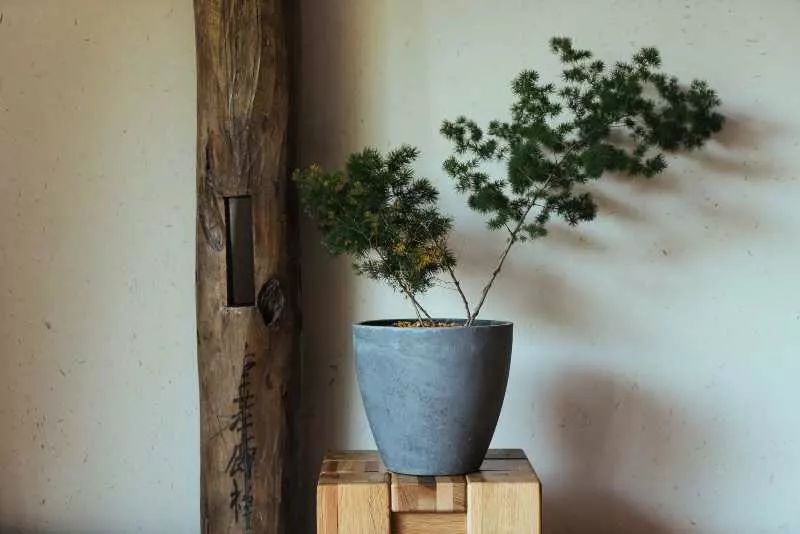 臺州臨?！げ菟蓿亲永锪魈实泥l(xiāng)愁烙印