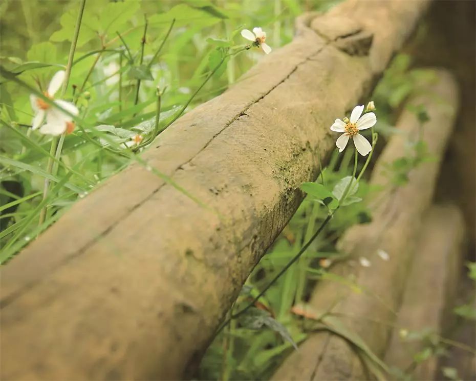 貴州·群山之心，因?yàn)閴粝胨行羷诮韵矏? src="/wenxue/d/file/bigpic/190404/04/13-1P402144152-52.jpg" style="height: 533px; width: 800px;" / data-46N5="ef9REu"></p>
<p data-gpZd="M16par">
	　　客人供圖</p>
<p data-Wbry="edeKHI">
	　　雖然幾年前政府就號稱「村村通公路」，但像夾縫巖村這樣的地方，顯然已經(jīng)不被列入「村村通公路」的范圍之內(nèi)。</p>
<p data-gCP1="gpOscY">
	　　十幾戶布依族人家，孤懸于崖壁之上，僅有時(shí)斷時(shí)續(xù)的步道可通行。<br / data-Awt5="f4gfuH">
	<img alt=