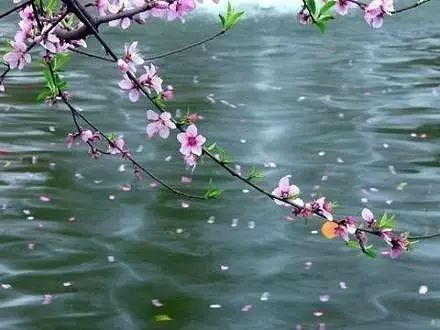 唯美古風句子：最美人間四月天