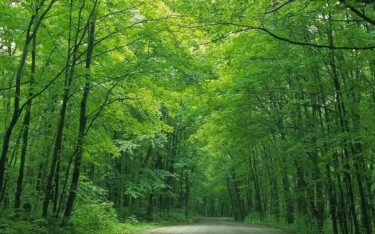 唯美古風句子：最美人間四月天