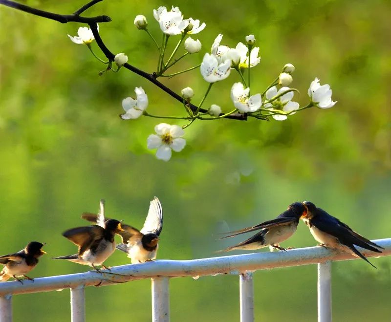 唯美古風句子：清明古詩38首!