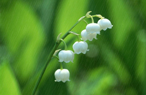 唯美古風句子：清明古詩38首!