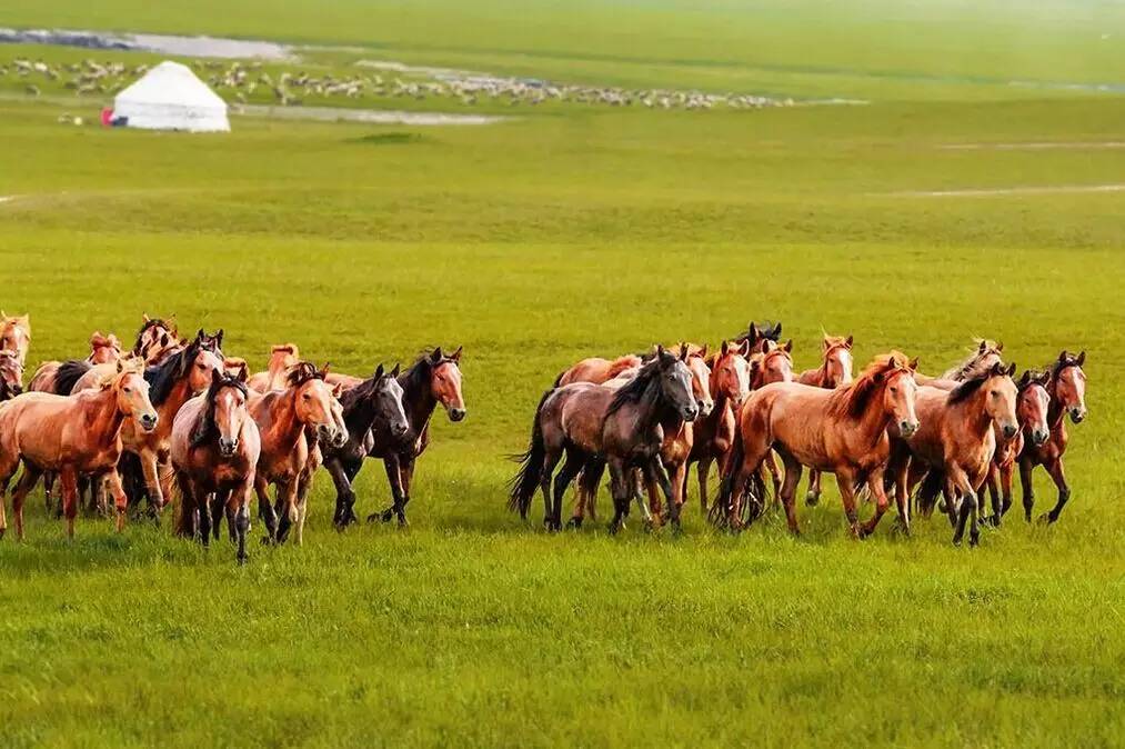 如詩如畫的草原意境，唯美風(fēng)景圖片！
