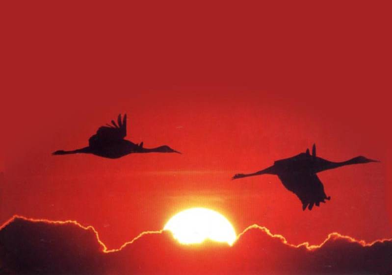 如詩如畫的草原意境，唯美風景圖片！