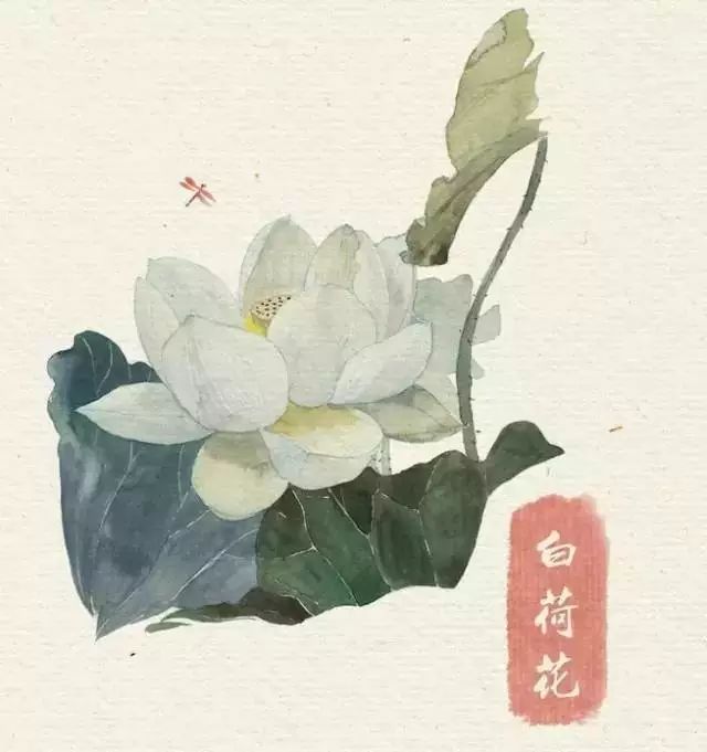 40款絕美水彩花卉手繪插畫賞析