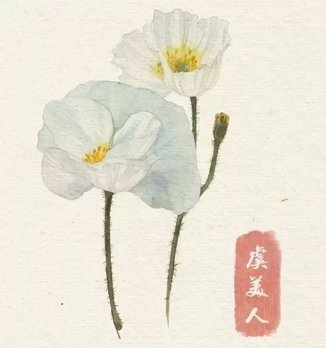 40款絕美水彩花卉手繪插畫(huà)賞析