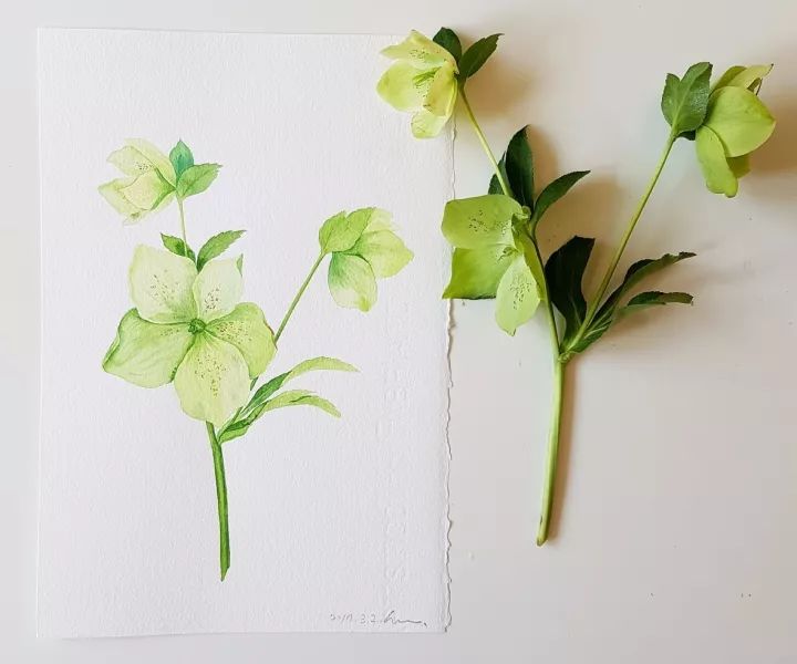 四季水彩花卉插畫，驚艷唯美!