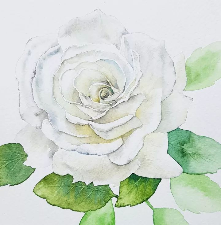 四季水彩花卉插畫，驚艷唯美!