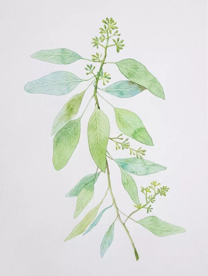 四季水彩花卉插畫，驚艷唯美!