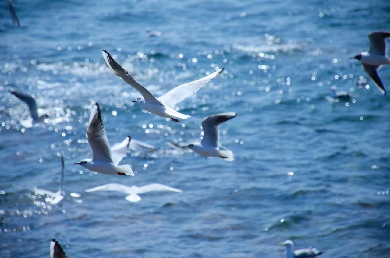 青島·町舍，風(fēng)花雪月的景卻歷久彌新！