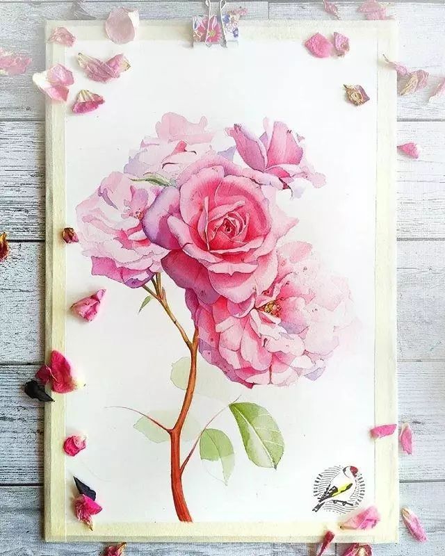 超逼真的水彩手繪插畫(huà)，小清新植物插畫(huà)圖片