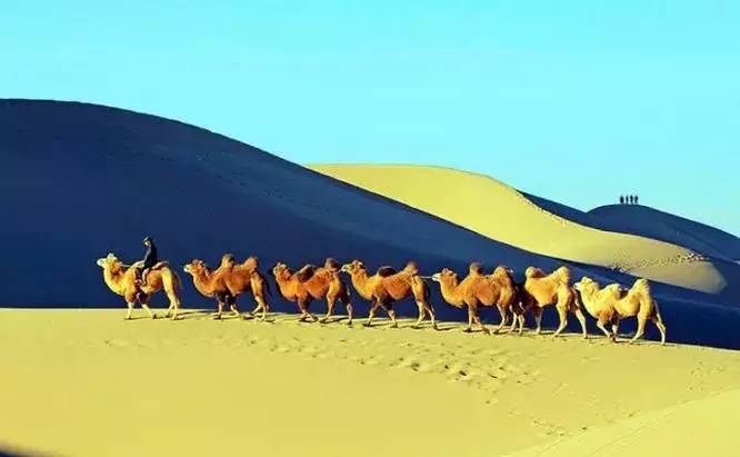 《天邊的駱駝》，震撼的沙漠風景之美!