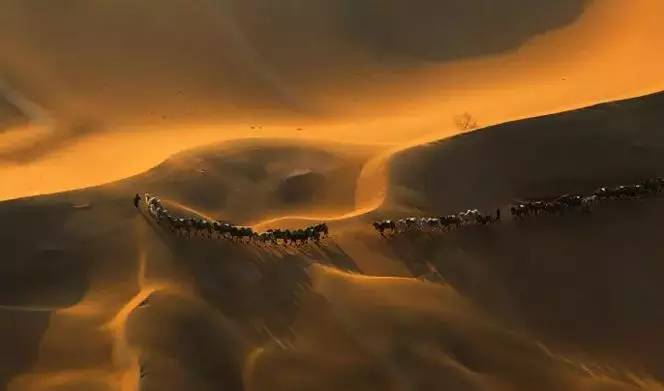 《天邊的駱駝》，震撼的沙漠風(fēng)景之美!