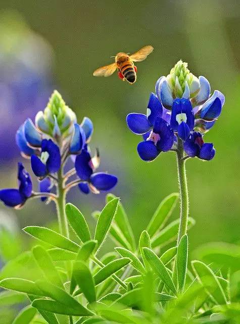 最美風景《魯冰花》，送給母親的花！