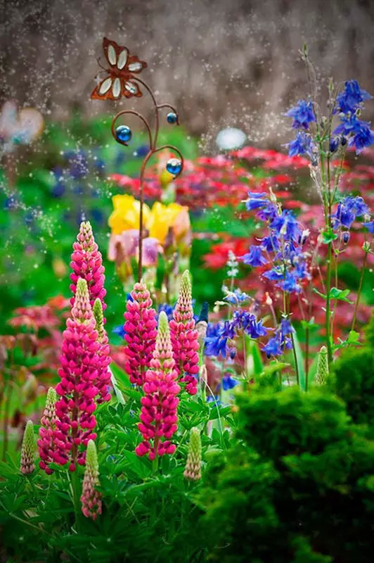 最美風(fēng)景《魯冰花》，送給母親的花！